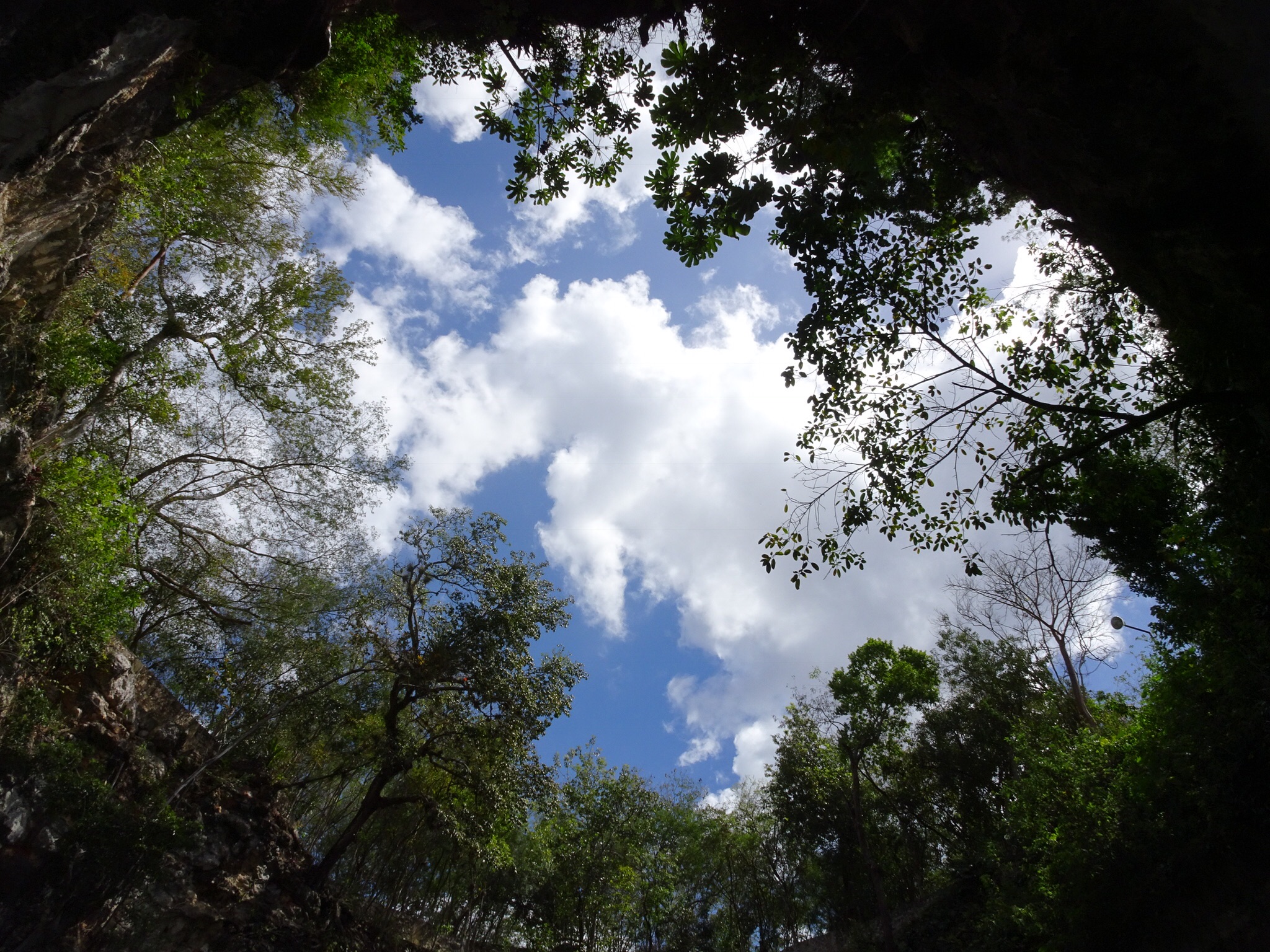 Cenote view above